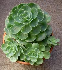 hen and chicks